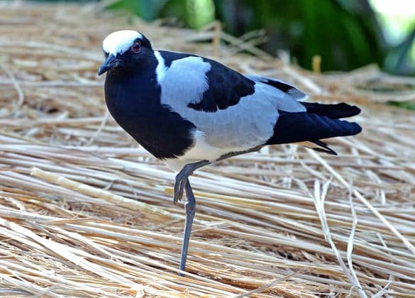 動物図鑑・シロクロゲリ
